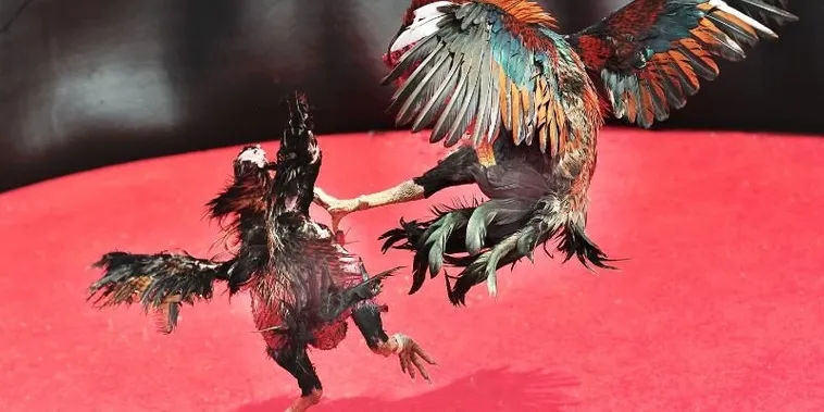 Bật Mí Cách Chơi Đá Gà Sabong Tại 88VV Thắng Lớn Từ Cao Thủ